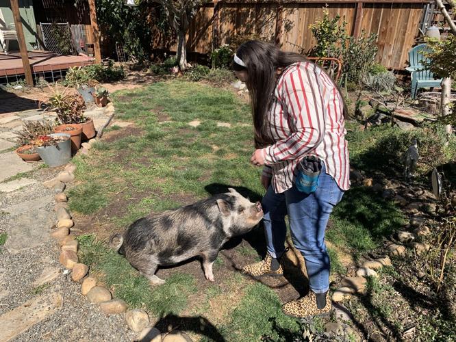 pig in a yard